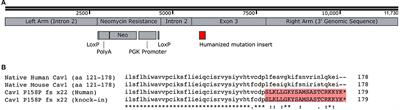 Expression of a Human Caveolin-1 Mutation in Mice Drives Inflammatory and Metabolic Defect-Associated Pulmonary Arterial Hypertension